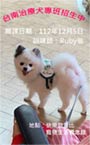台南治療犬專班